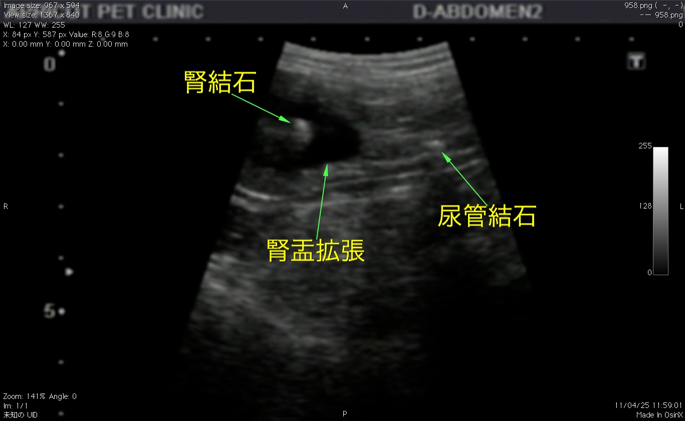 猫　尿管結石　腎結石