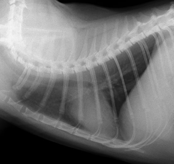 猫　正常胸部レントゲン