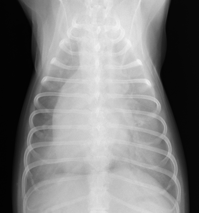 犬　胸部レントゲン　肺水腫