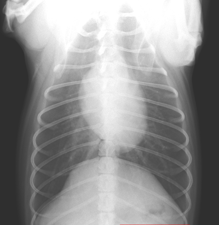 犬　胸部レントゲン　正常