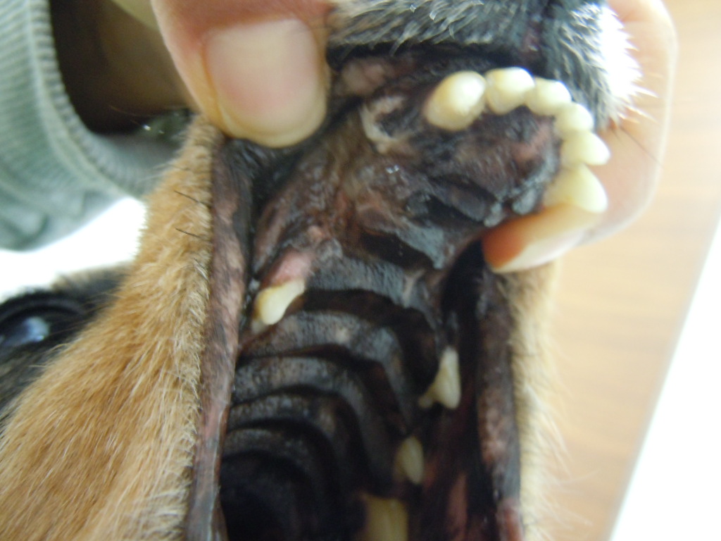犬　口腔鼻腔瘻　手術　３ヶ月