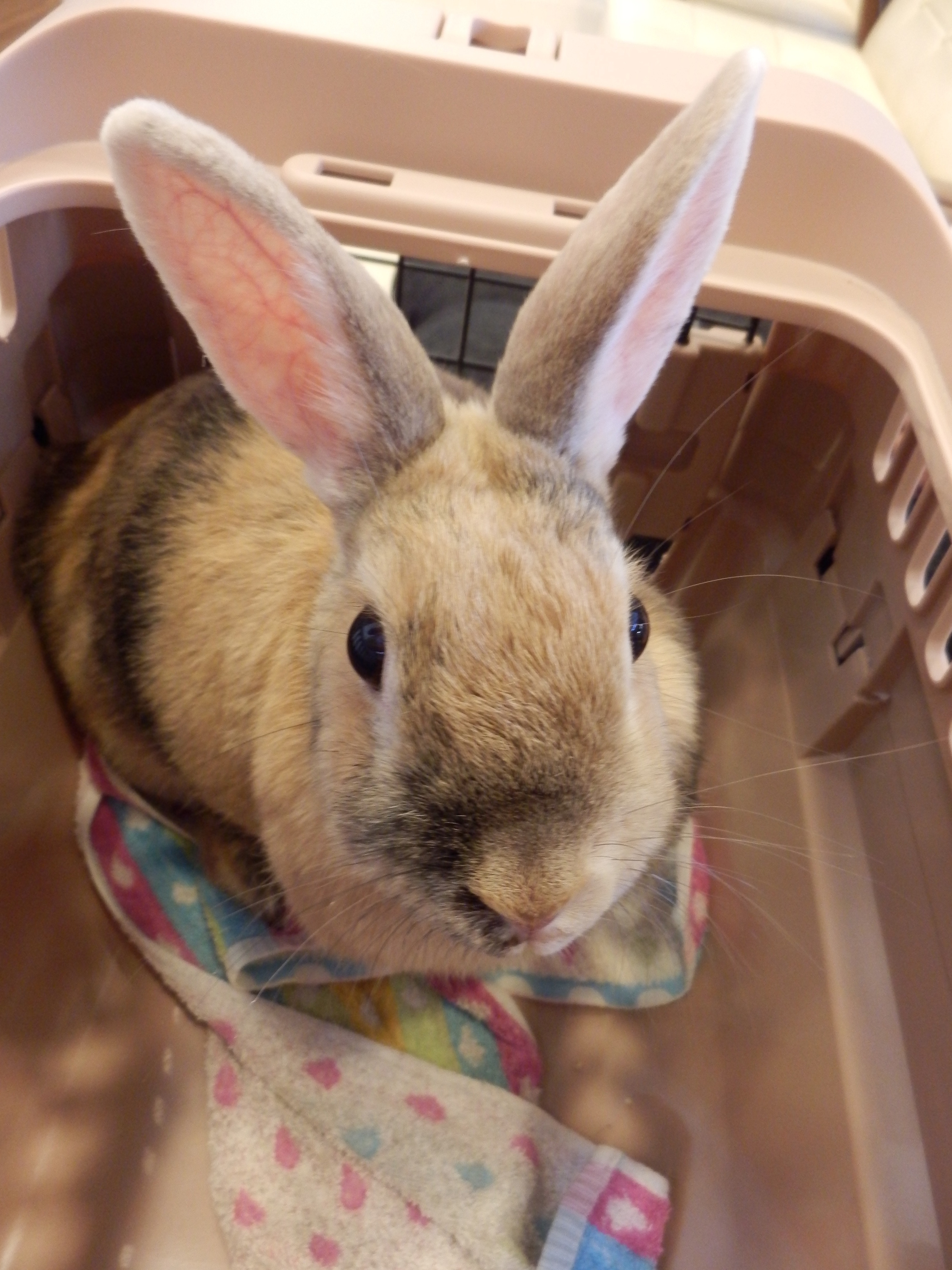 うさぎい