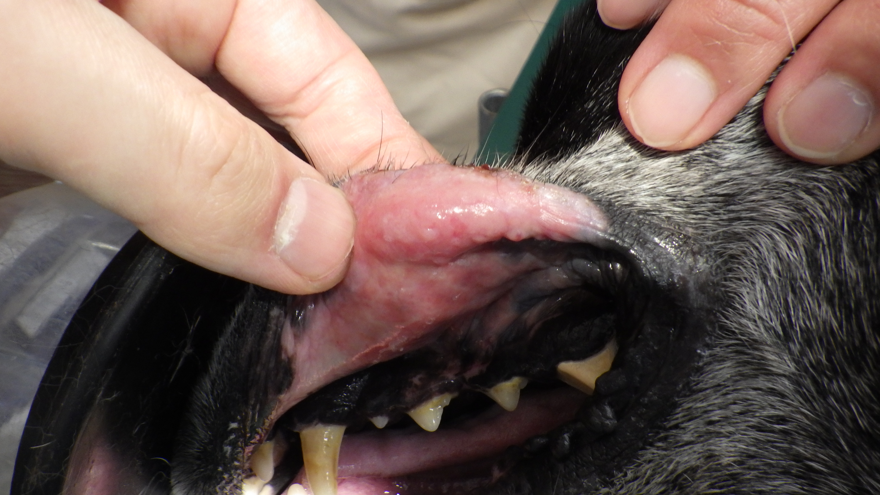 犬　節外型リンパ腫　口唇　
