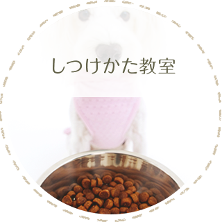 しつけ教室