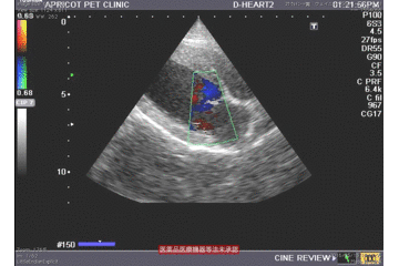 犬　心臓超音波検査