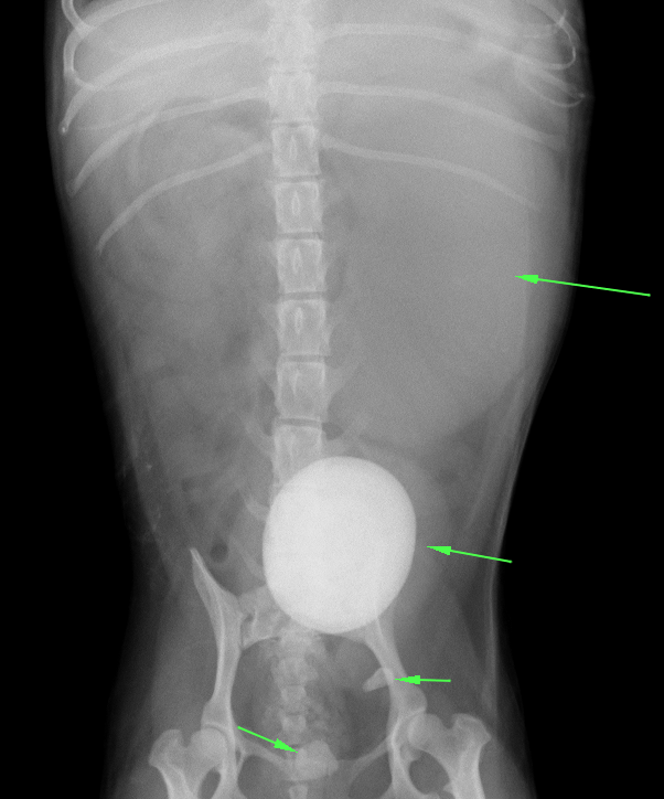 犬　膀胱結石　腎結石