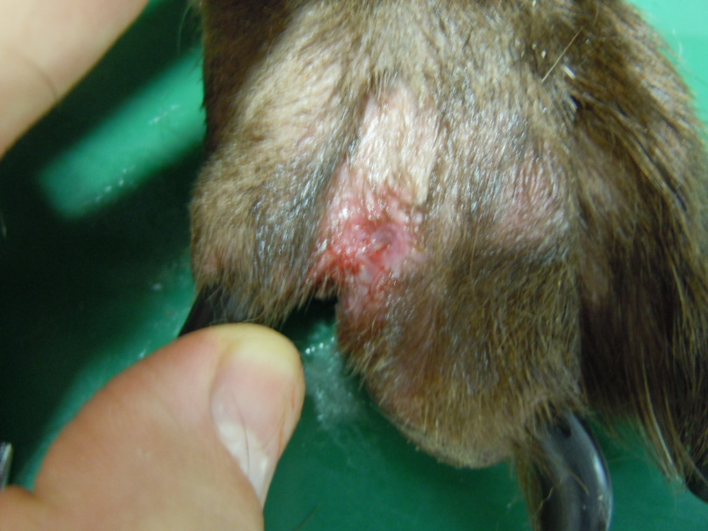 犬　指　腫瘍