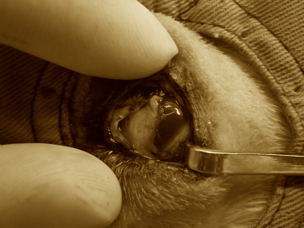 犬　結膜フラップ　手術