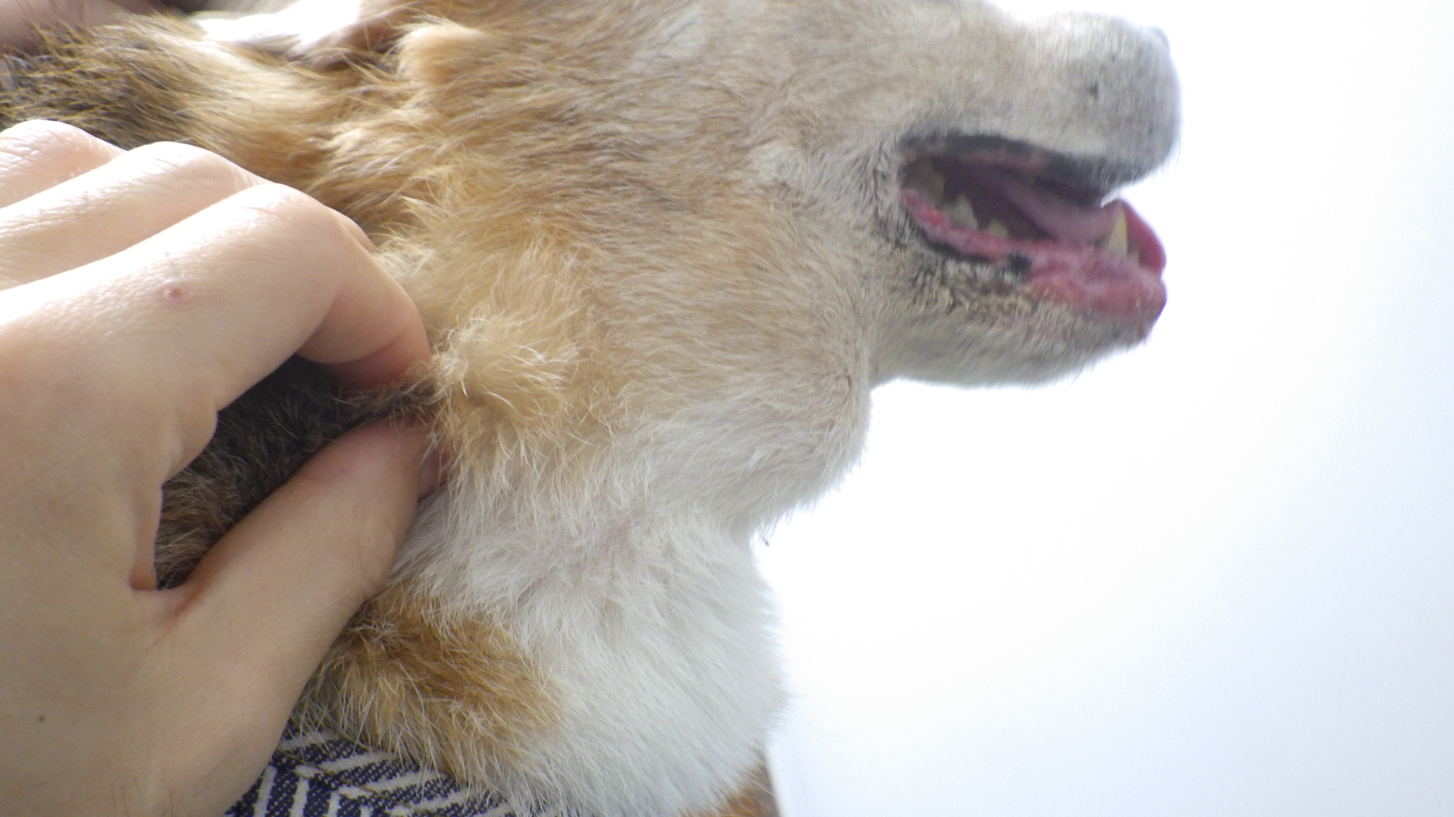 犬　リンパ腫　多中心型　下顎リンパ節