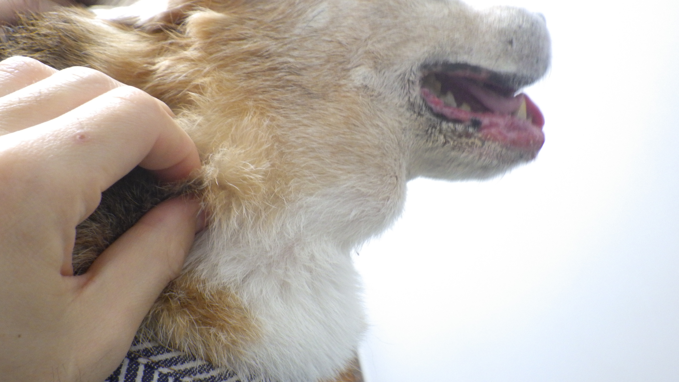 犬 顎 の 下 しこり