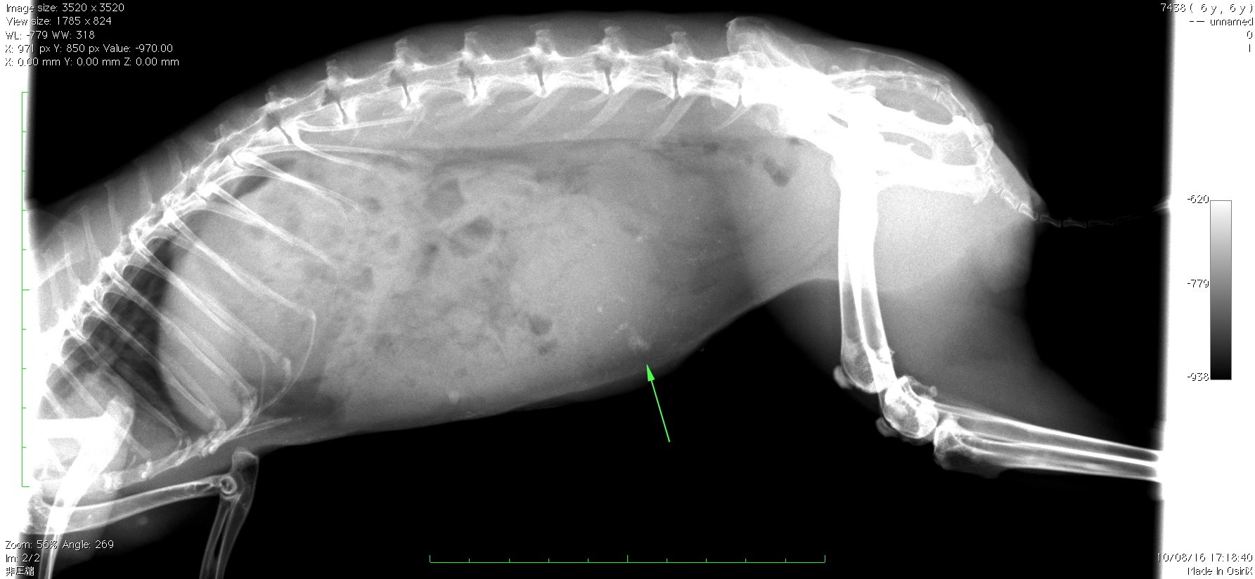 ウサギ　子宮腺癌　レントゲン