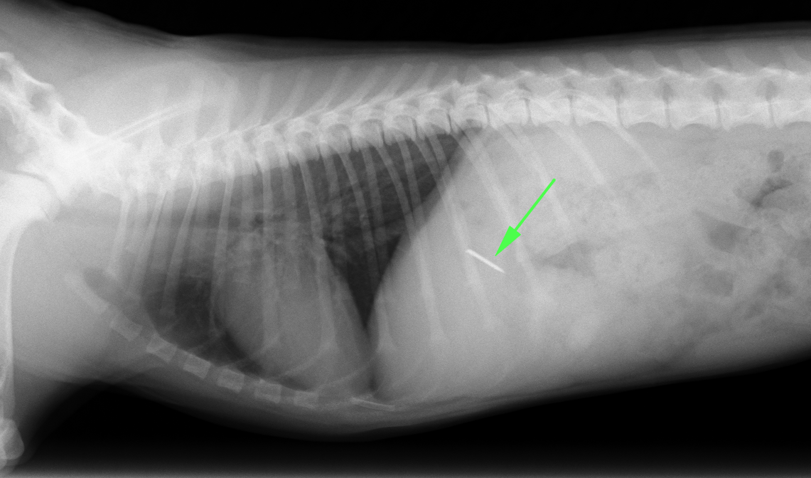 犬　内視鏡　胃カメラ　異物