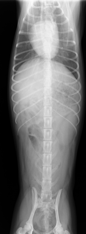 犬　正常レントゲン　VD