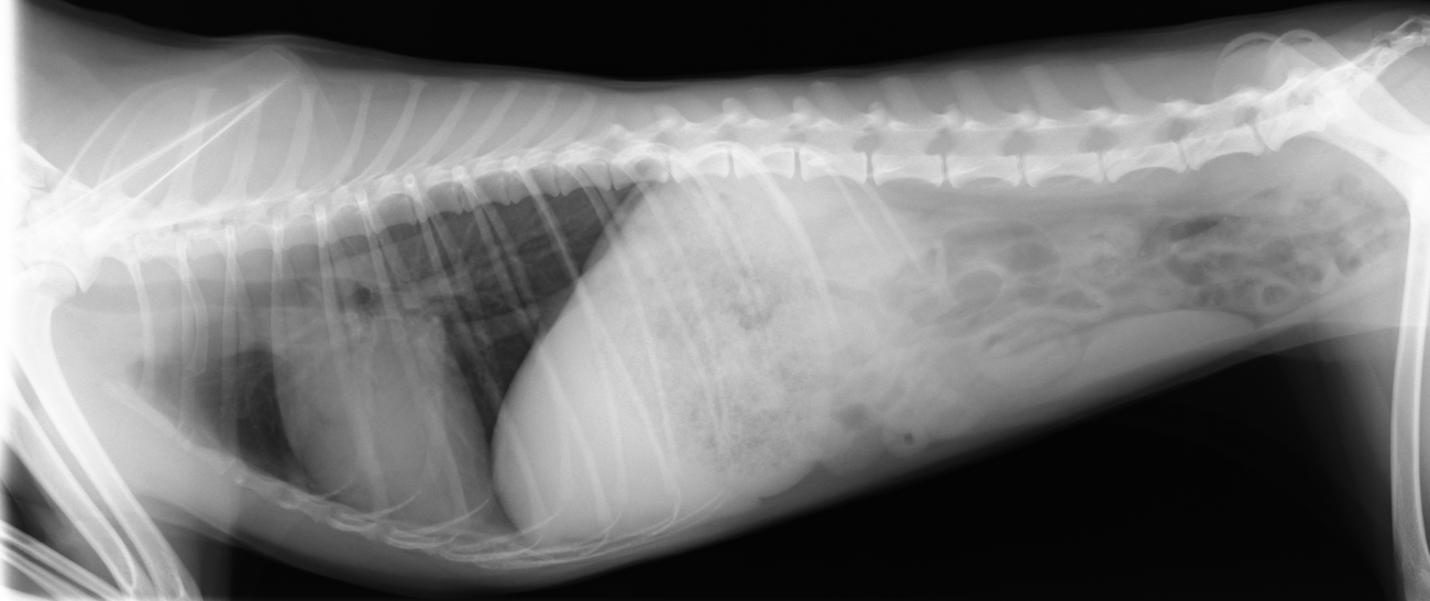 犬　正常レントゲン　ラテラル