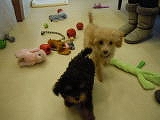 仔犬同士の遊び・社会化