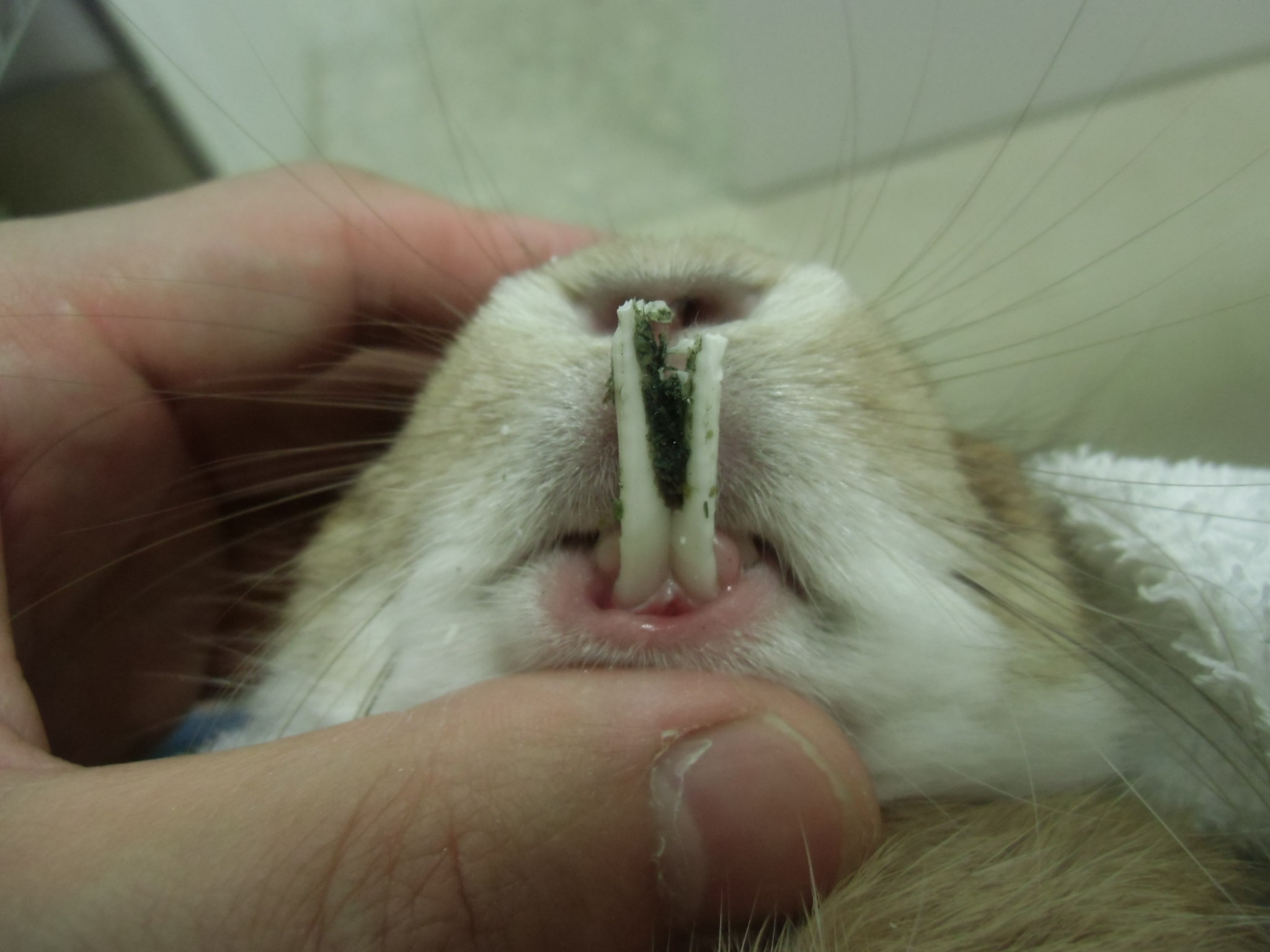 ウサギ　切歯過長